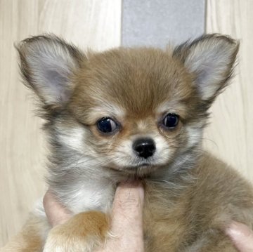 チワワ(ロング)【岐阜県・男の子・2025年8月21日・フォーン&ホワイト】の写真「実物可愛い短足君❣️」