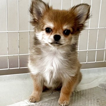 チワワ(ロング)【岐阜県・男の子・2025年8月21日・フォーン&ホワイト】の写真「11月24日まで2万円引き😉」