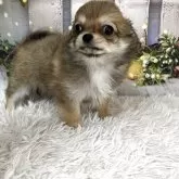 チワワ(ロング)