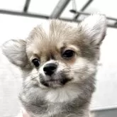 チワワ(ロング)