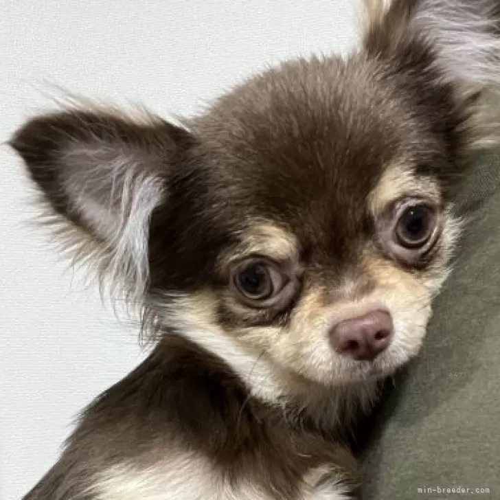 Y.N 様のお迎えした子犬