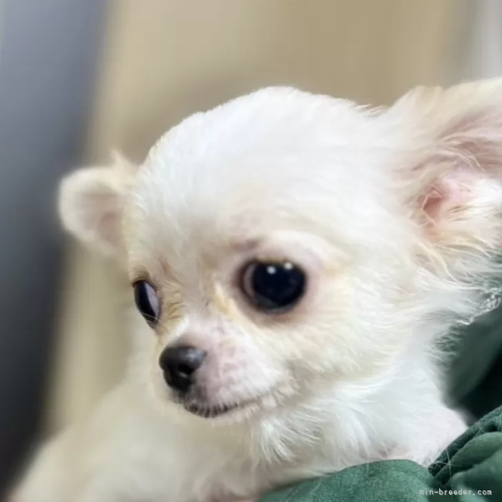 ID：2409-02356の子犬