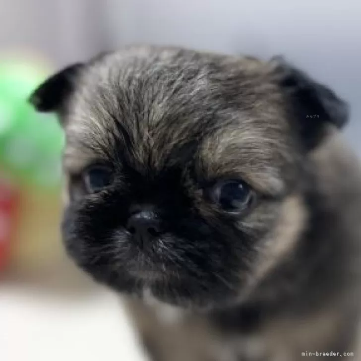 ID：2312-01084の子犬