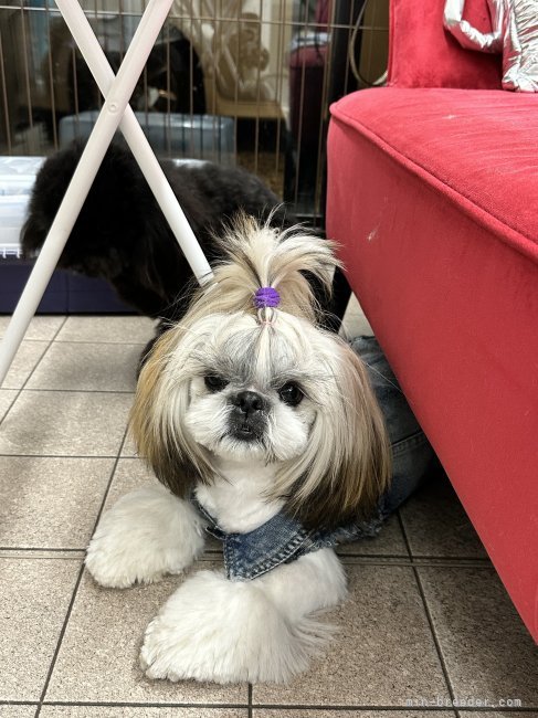 市橋定子ブリーダー