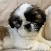 シーズー【熊本県・女の子・2024年9月17日・ゴールド&ホワイト】の写真1