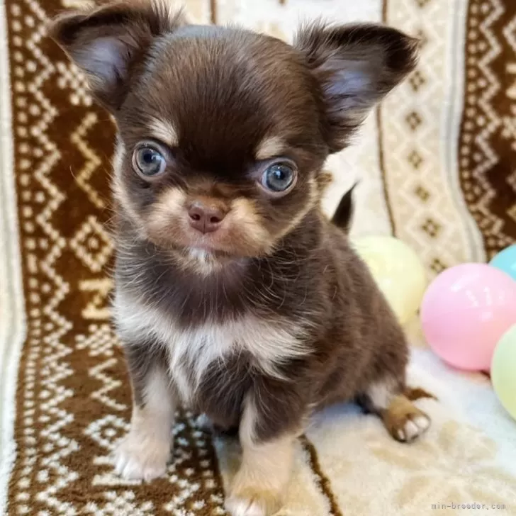 チワワ(ロング)【福岡県・男の子・2025年10月14日・チョコレート&amp;タン】の写真1