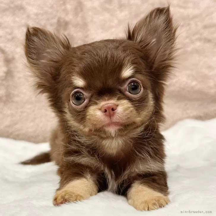 ID:2412-04057の子犬