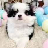 チワワ(ロング)