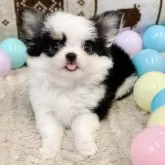 チワワ(ロング)