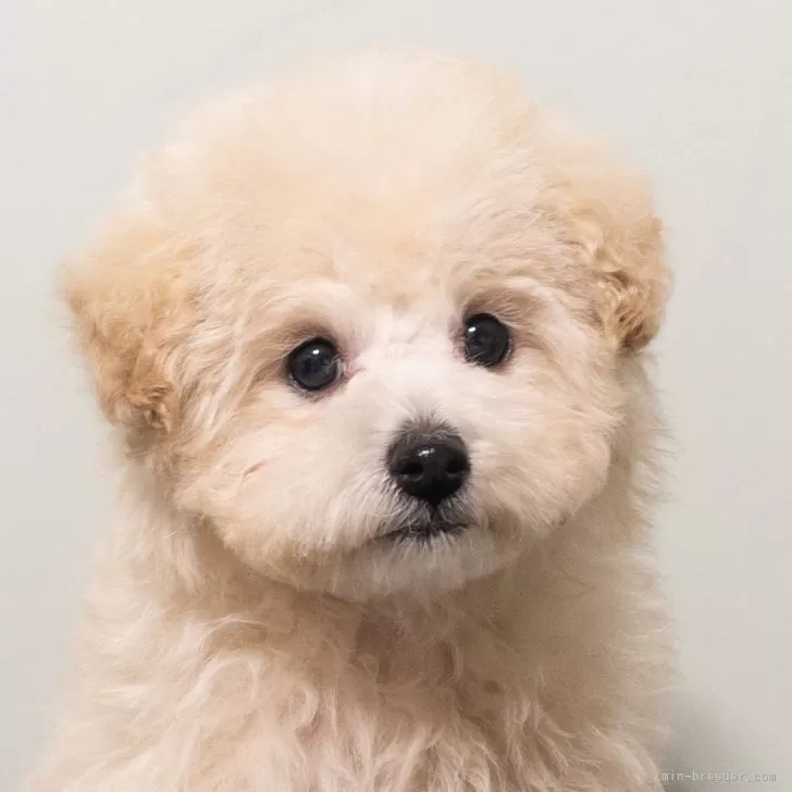 ID:2501-02883の子犬