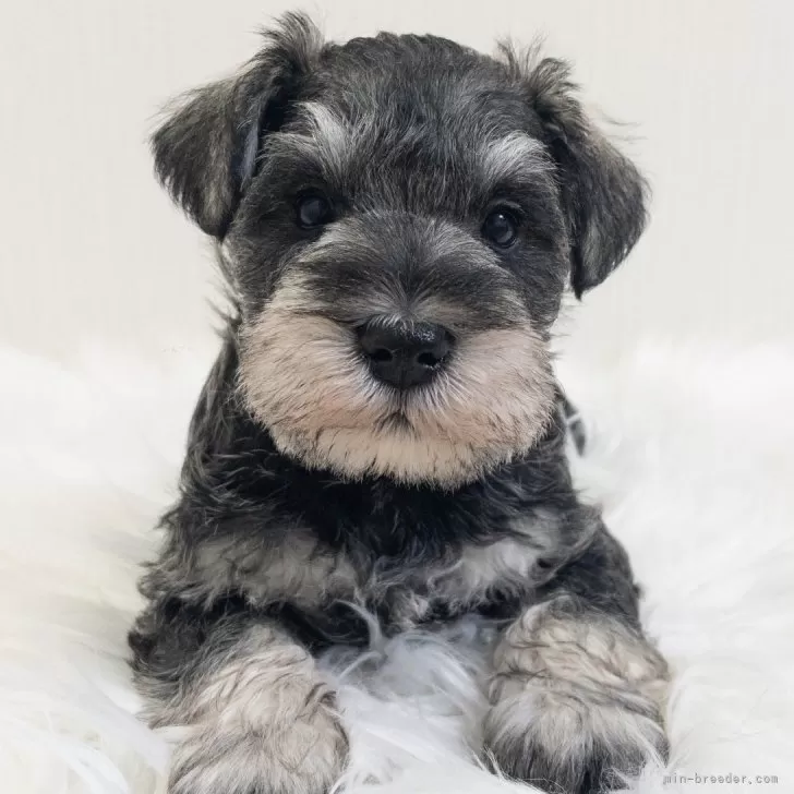 T.I 様のお迎えした子犬