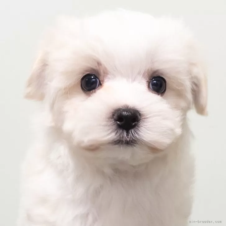 マルチーズ【神奈川県・男の子・2025年9月18日・ホワイト】の写真1