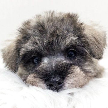 ミニチュアシュナウザー【神奈川県・女の子・2025年8月27日・ソルト&ペッパー】の写真「シュナ6兄妹！甘えん坊な両親から生まれました✨」