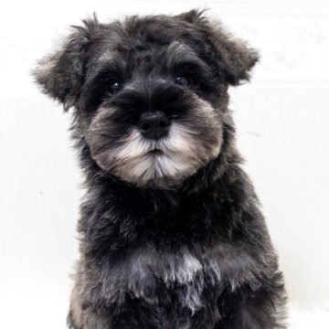 ミニチュアシュナウザー【神奈川県・男の子・2025年8月27日・ソルト&ペッパー】の写真「黒くて分かりにくいですがとても可愛いお顔してます✨」