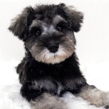 ミニチュアシュナウザー【神奈川県・男の子・2025年8月27日・ソルト&ペッパー】の写真「兄妹で1番大きな子！骨格もしっかりしてます✨」