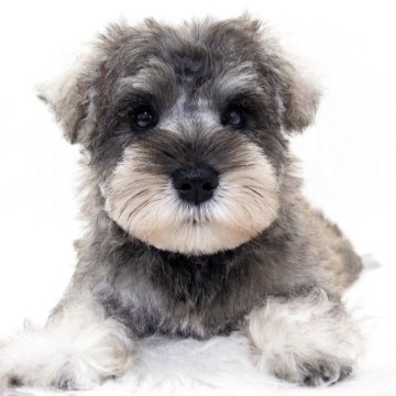 ミニチュアシュナウザー【神奈川県・男の子・2025年8月27日・ソルト&ペッパー】の写真「きれいなグレーの毛色しています！」