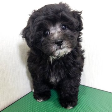 マルプー(マルチーズ×トイプードル)【神奈川県・男の子・2025年6月1日・シルバー】の写真「珍しいシルバーカラーのマルプーくん」