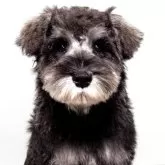 ミニチュアシュナウザー【神奈川県・男の子・2025年8月27日・ソルト&ペッパー】の写真1