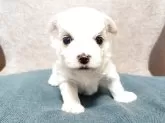 マルチーズ【神奈川県・男の子・2025年9月18日・ホワイト】の写真2