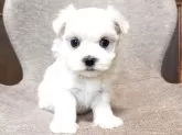 マルチーズ【神奈川県・男の子・2025年9月18日・ホワイト】の写真4