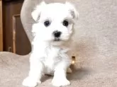 マルチーズ【神奈川県・男の子・2025年9月18日・ホワイト】の写真5
