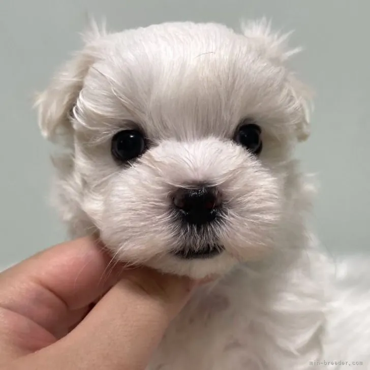 ID:2307-04307の子犬