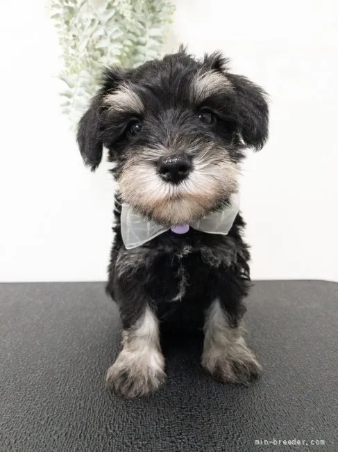 S 様のお迎えした子犬