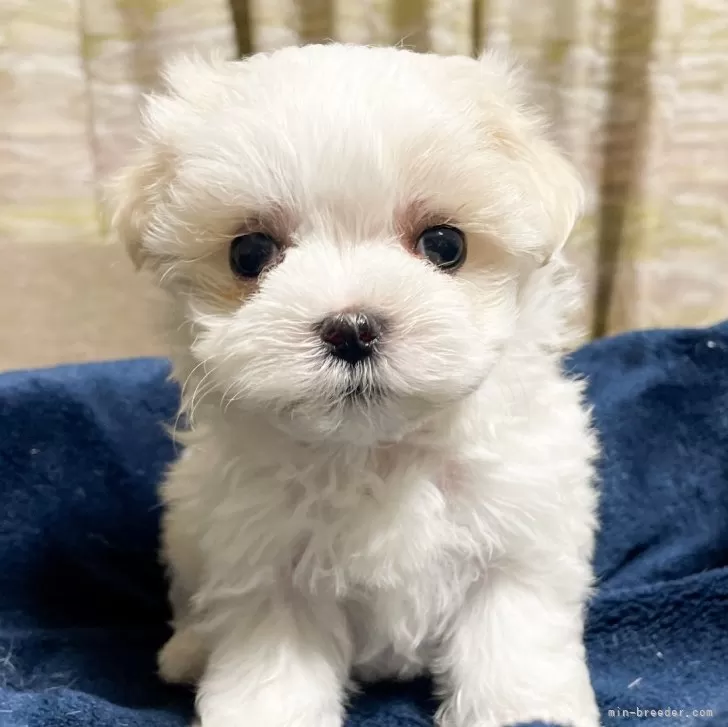 ID:2405-02360の子犬