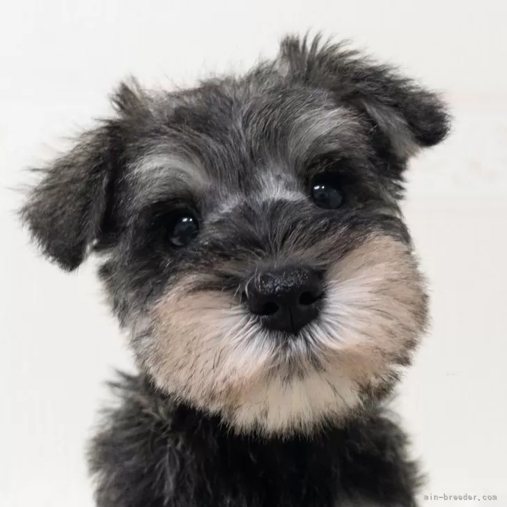 ID:2312-03463の子犬