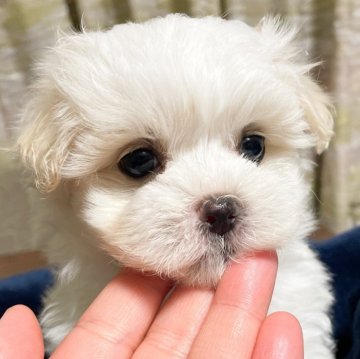 マルチーズ【神奈川県・女の子・2024年4月15日・ホワイト】の写真「おめめぱっちりな女の子」