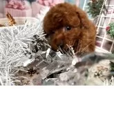 トイプードル(トイ)【栃木県・男の子・2025年10月14日・レッド】の写真10