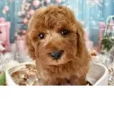 トイプードル(トイ)【栃木県・男の子・2025年10月16日・レッド】の写真12