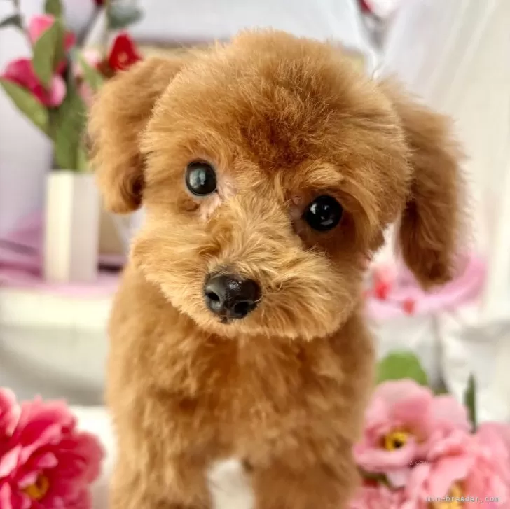 こうすけ 様のお迎えした子犬