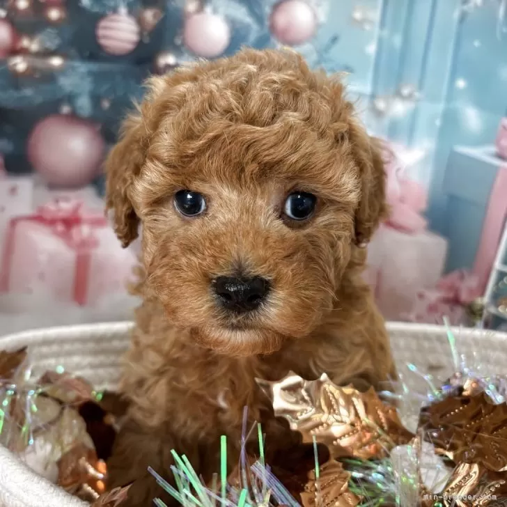 トイプードル(トイ)【栃木県・男の子・2025年10月16日・アプリコット】の写真1