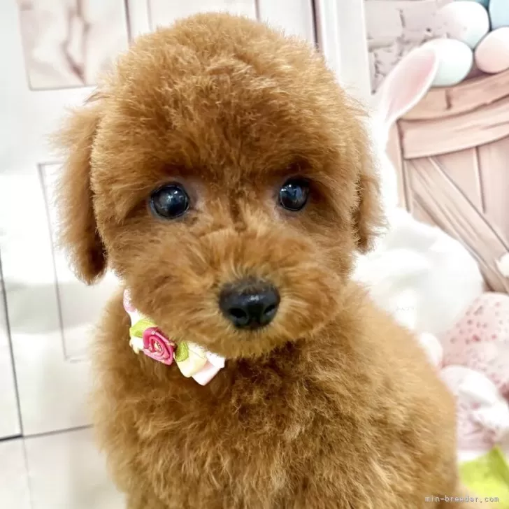 ID：2503-04037の子犬