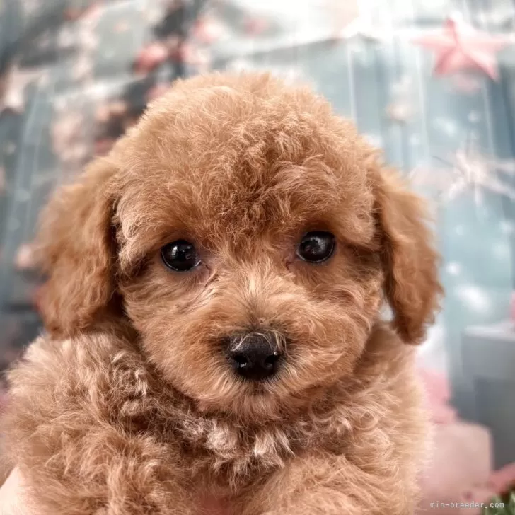 M.Ｉ 様のお迎えした子犬