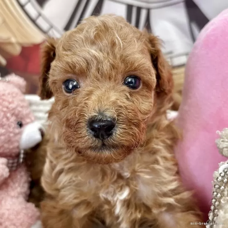 タイニープードル【栃木県・男の子・2025年10月15日・アプリコット】の写真1