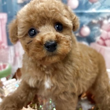 タイニープードル【栃木県・男の子・2025年10月15日・アプリコット】の写真「可愛い男の子🩵」