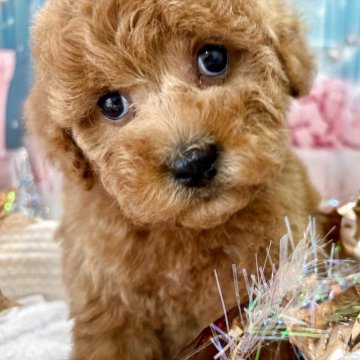 トイプードル(トイ)【栃木県・男の子・2025年10月16日・アプリコット】の写真「可愛い男の子💚」