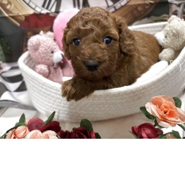 トイプードル(トイ)【栃木県・男の子・2025年10月16日・レッド】の写真「可愛い男の子💜」