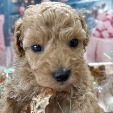 タイニープードル【栃木県・男の子・2025年10月21日・アプリコット】の写真「可愛い🩵男の子」