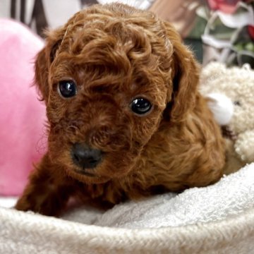 トイプードル(トイ)【栃木県・女の子・2025年10月14日・レッド】の写真「可愛い女の子です❤️」