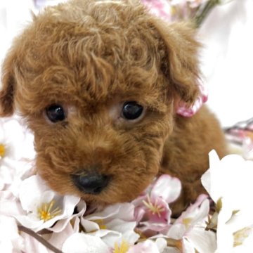 トイプードル(トイ)【栃木県・女の子・2025年2月6日・レッド】の写真「お目目パッチリの女の子です🧸」