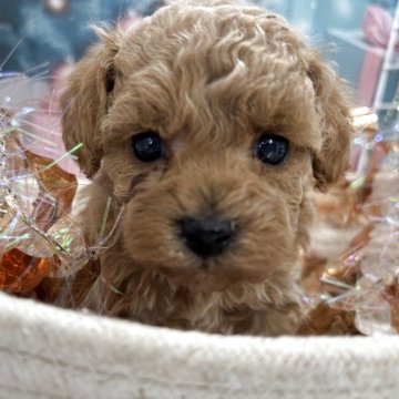 タイニープードル【栃木県・女の子・2025年10月21日・アプリコット】の写真「可愛いーー女の子💕」