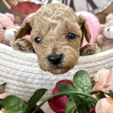 トイプードル(タイニー)【栃木県・女の子・2025年10月21日・アプリコット】の写真「可愛いーー女の子💕」