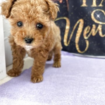 トイプードル(ティーカップ)【栃木県・男の子・2025年11月5日・アプリコット】の写真「可愛い男の子💚」