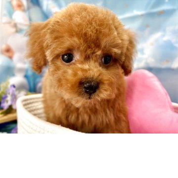タイニープードル【栃木県・男の子・2025年4月13日・レッド】の写真「可愛い男の子💙です🧸」