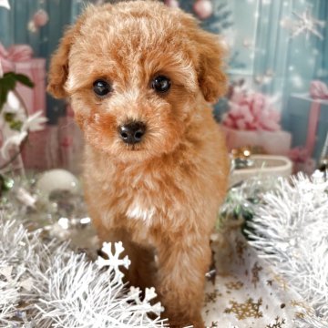 トイプードル(タイニー)【栃木県・男の子・2025年10月15日・アプリコット】の写真「可愛い男の子🩵」