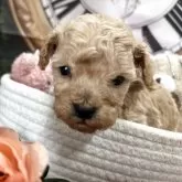 タイニープードル