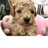 タイニープードル